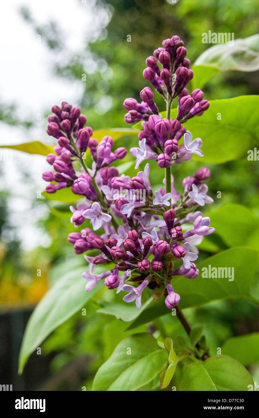 flower, spring, garden city Stock Photo Alamy