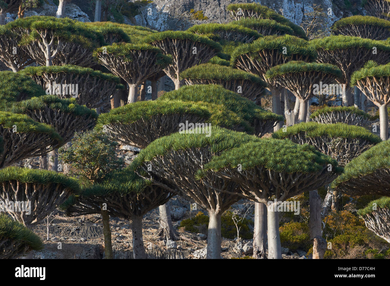Forest Of Dragon Blood Trees Stock Photo Alamy Forest Of Dragon Blood Trees Stock Photo Alamy