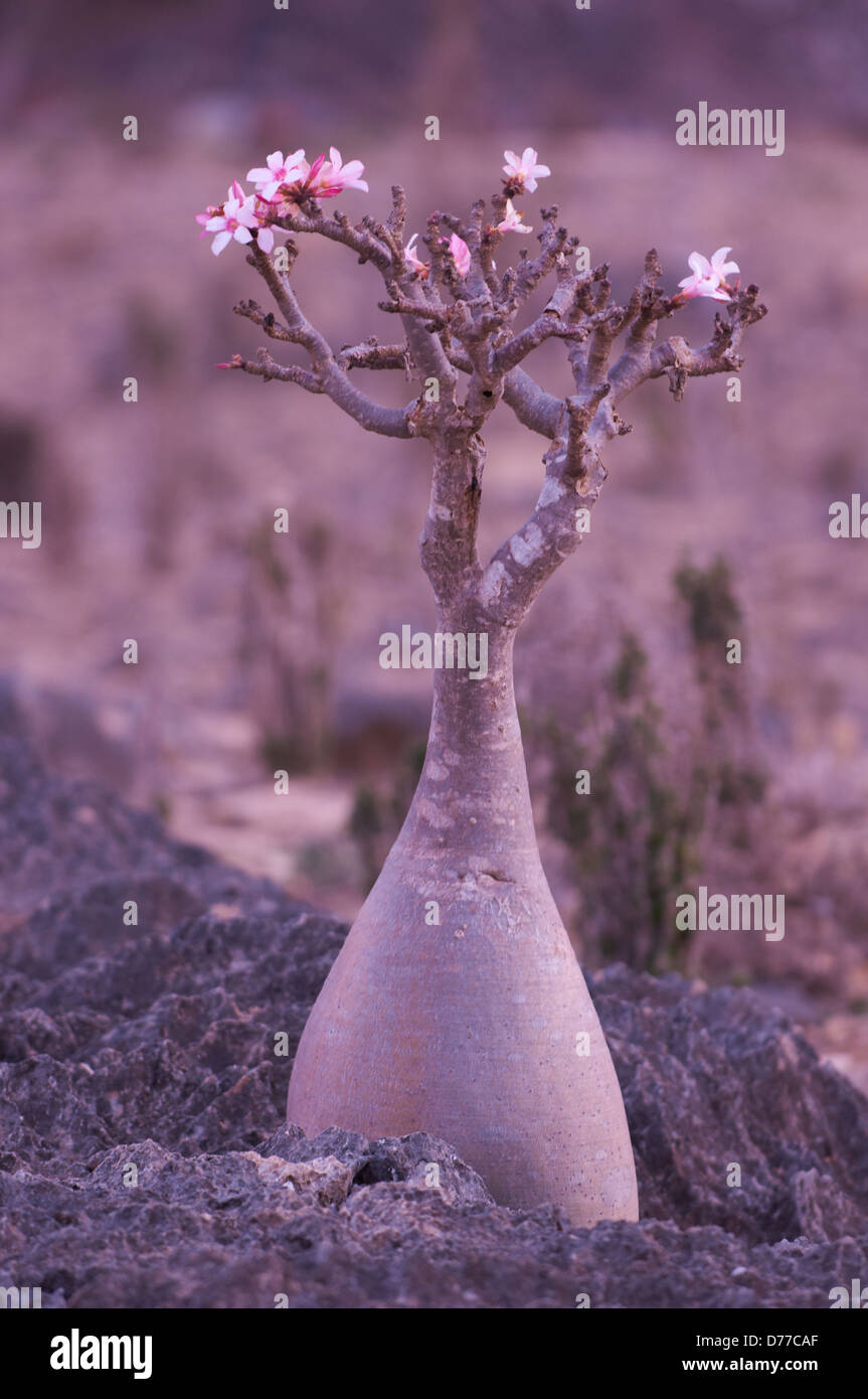 Bottle tree on the island of Socotra Stock Photo - Alamy