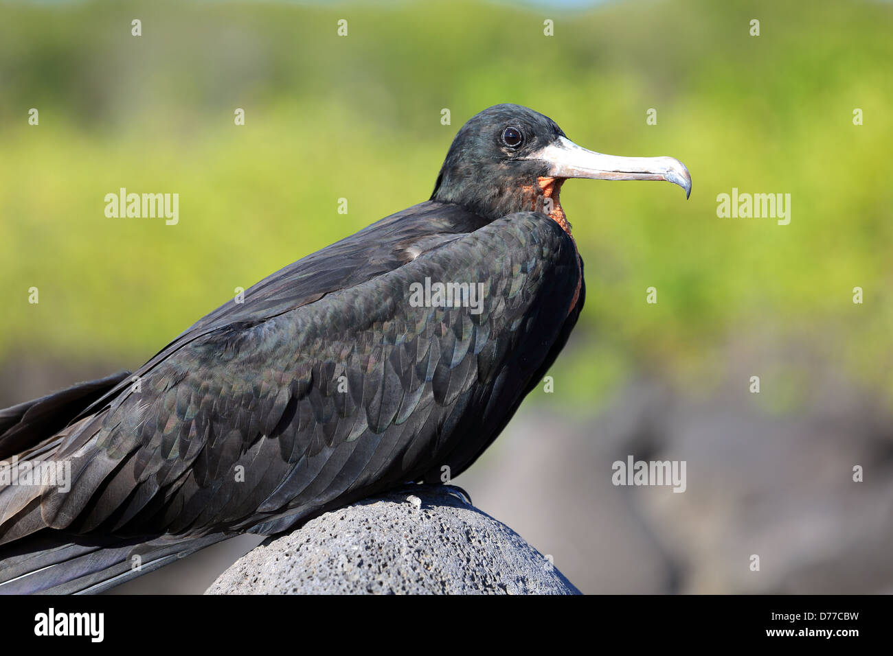 Magnificent frigate bird resting on volcanic rock, Galapagos Islands Stock Photo