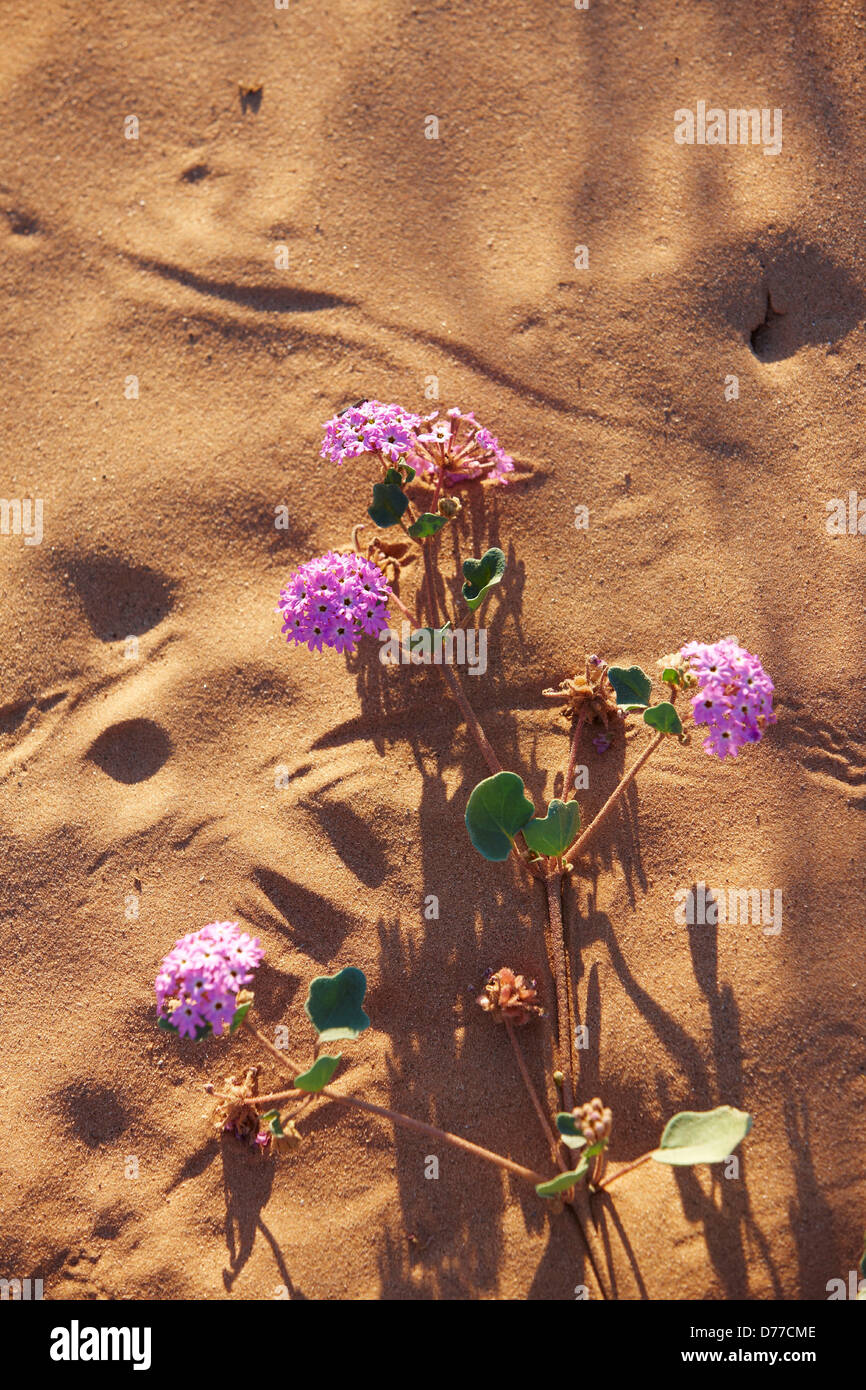 Desert sand verbena Abronia villosa sand dune Cabeza Prieta National