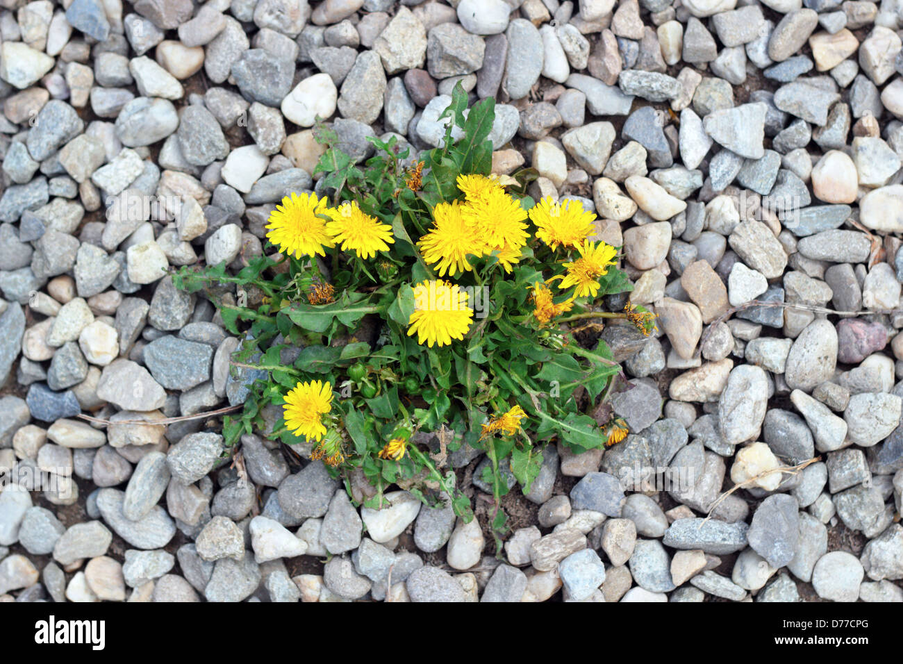 ecology concept - yellow dandelion growing from gravel Stock Photo