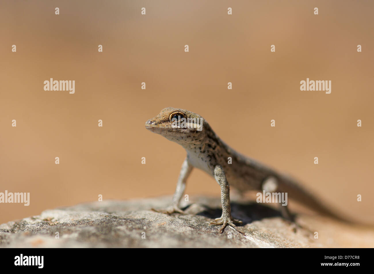 Picture from an endemic Rock gecko in Yemen, Socotra Stock Photo