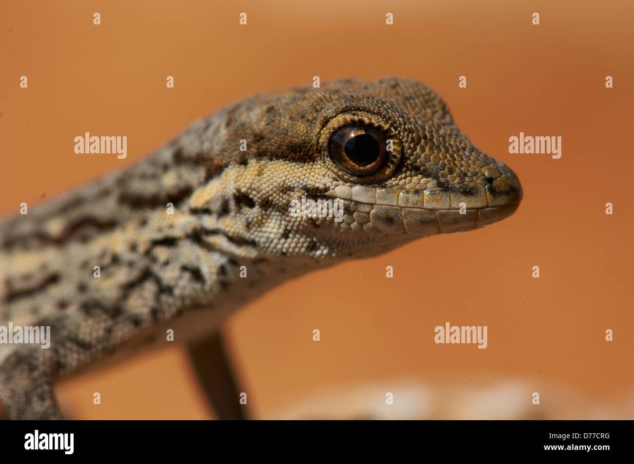 Portrait from an endemic socotrian rock gecko Stock Photo
