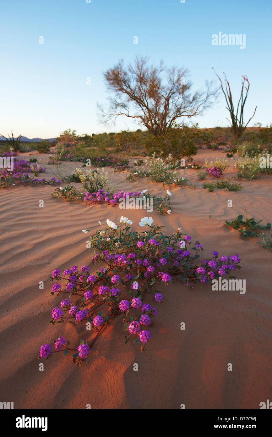 Desert sand verbena Abronia villosa sand dune Cabeza Prieta National