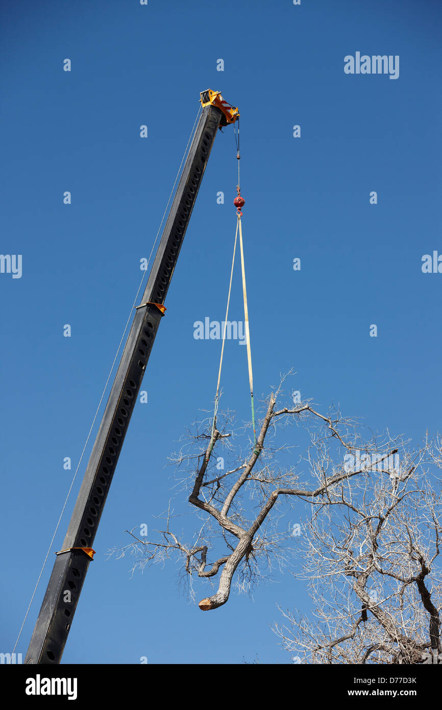 Crane lifting large tree limb Stock Photo Alamy