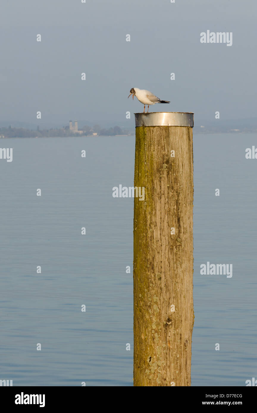 Black-headed gull (Lachmöwe, Larus ridibundus) with open beak on a pole and Friedrichshafen Schlosskirche in background, Immenstaad Lake Constance Baden-Württemberg Germany Stock Photo