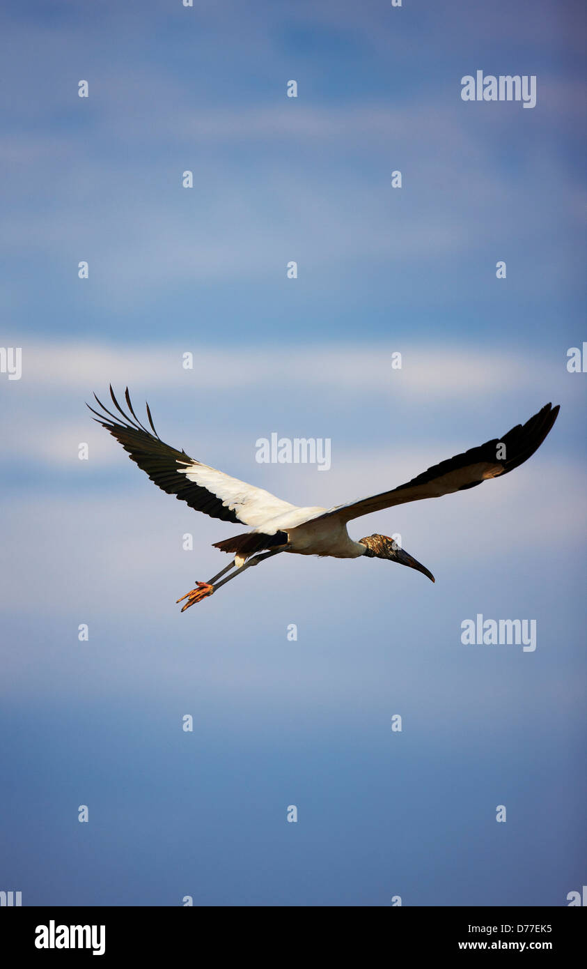 African Sacred ibis Threskiornis aethiopicus in flight Everglades National Park Florida USA Stock Photo