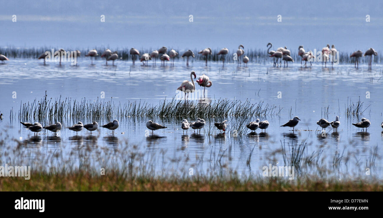 Lesser Flamingo & Grey-headed Gull Rows in Nakuru lake, Kenya Stock Photo