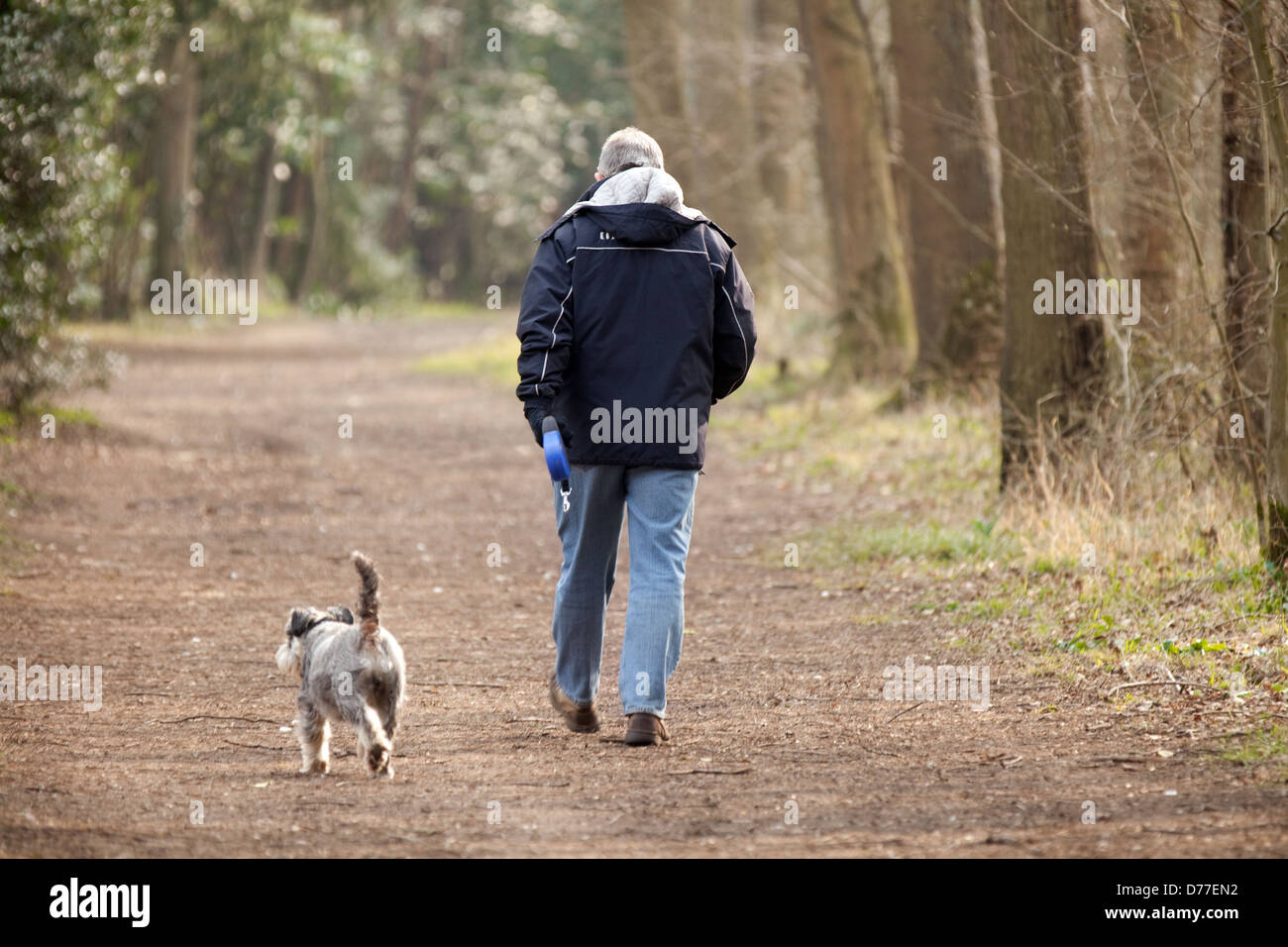 Dog walking UK; One man walking his dog in woods on a path from the back rear in spring,  Suffolk UK Stock Photo