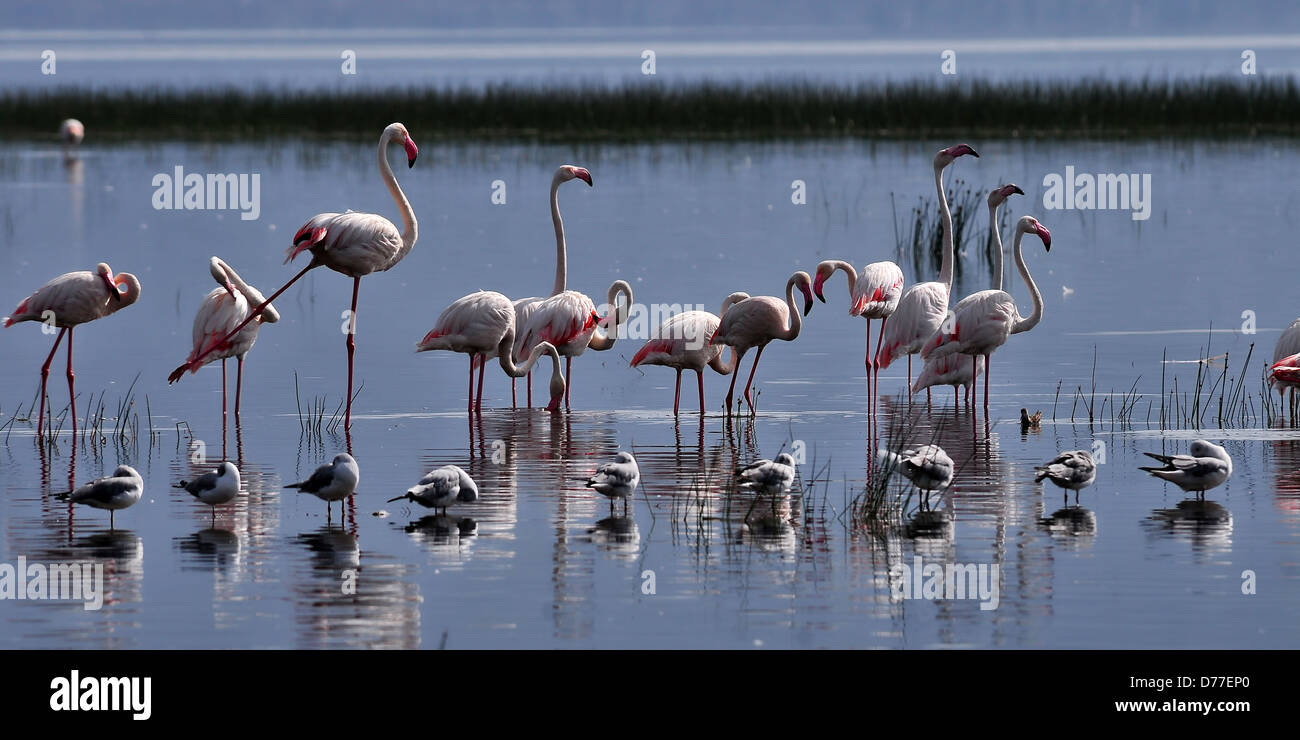 Lesser Flamingo & Grey-headed Gull Standing in a row in the water of Nakuru lake, Kenya Stock Photo