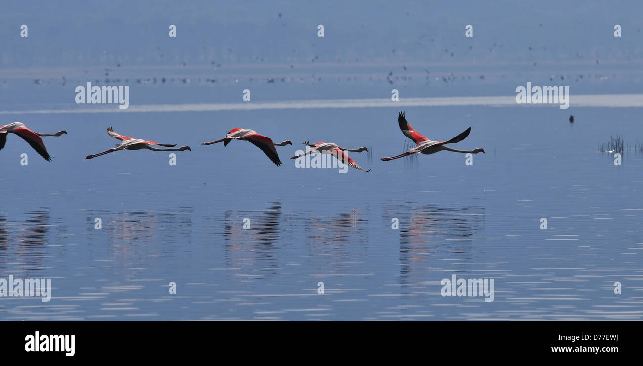 Flamingos flying over lake hi-res stock photography and images - Alamy