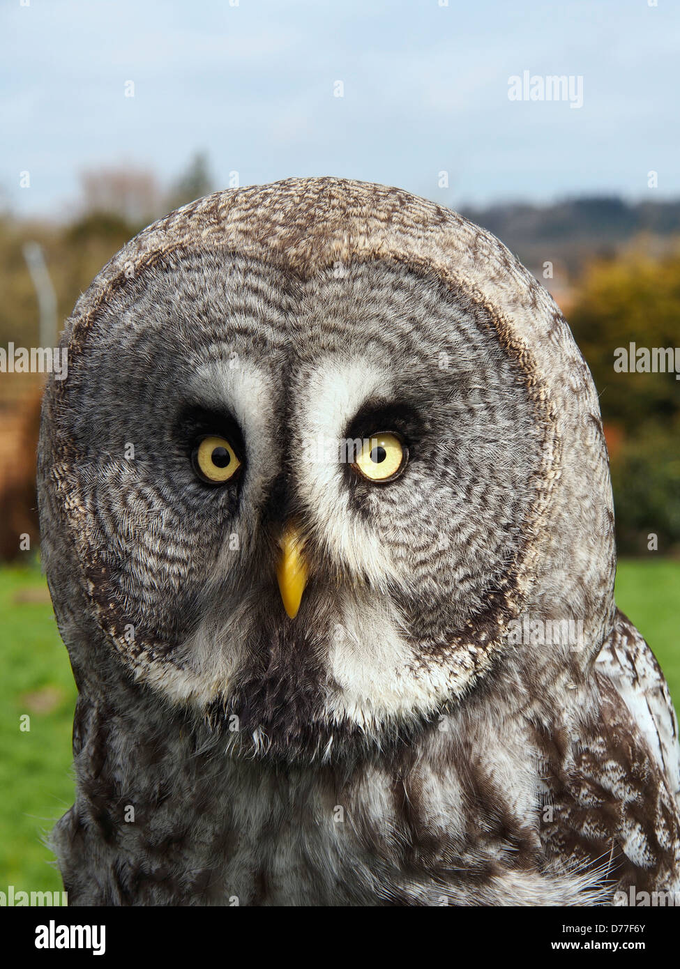 Meg – Great Grey Owl, Female, Hatched 2012 Stock Photo
