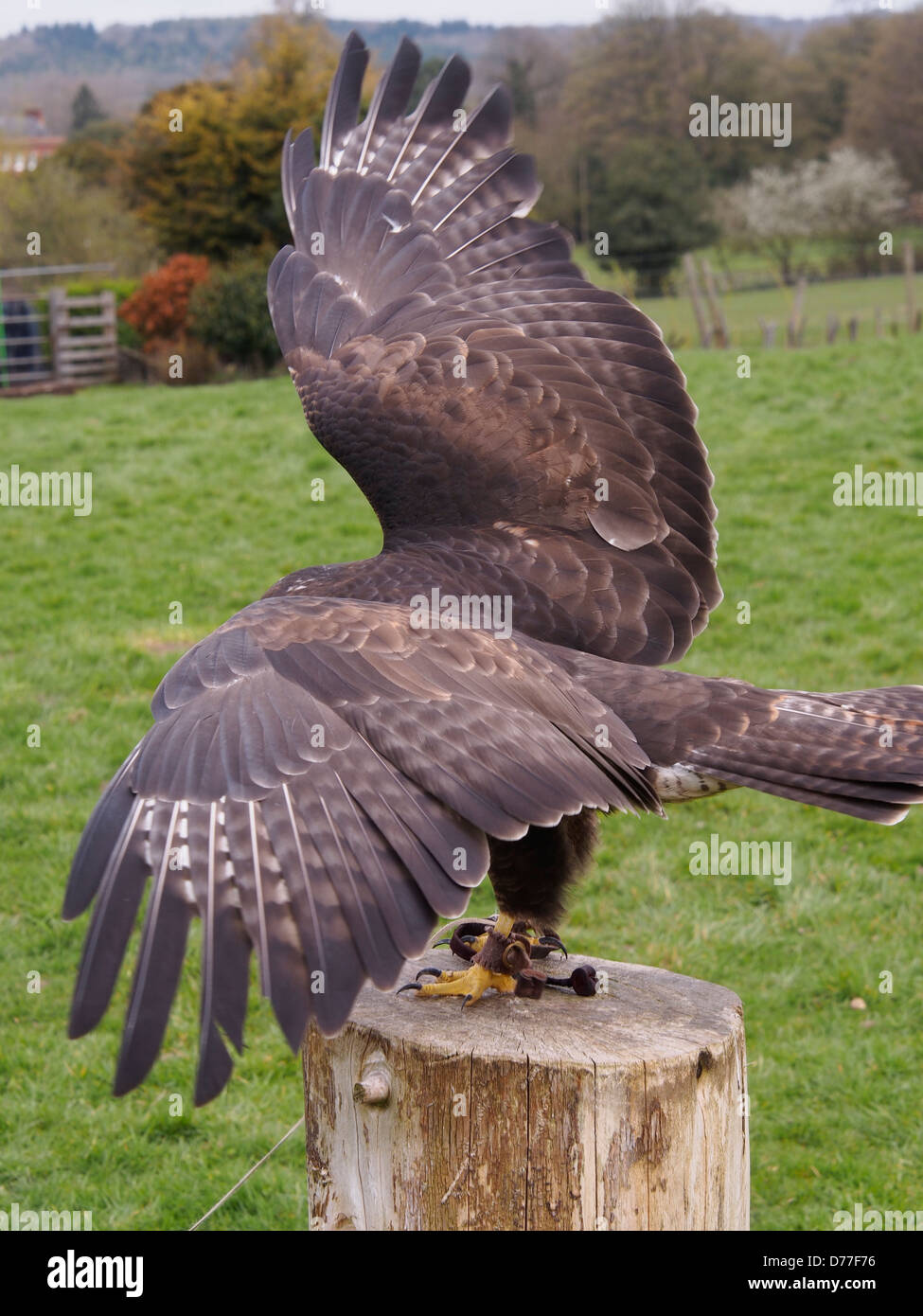 Falconry sanctuary flying hawks Stock Photo