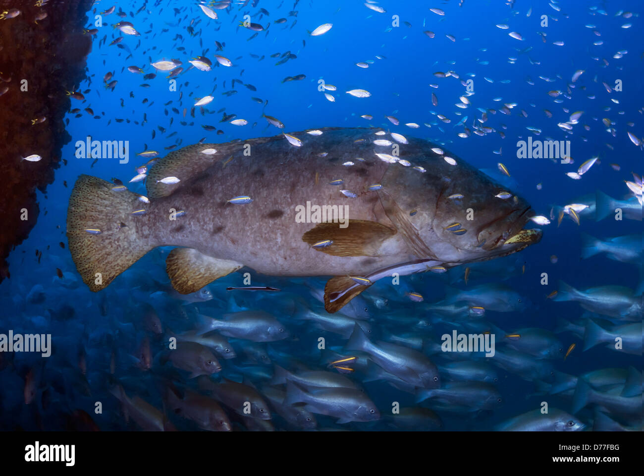 Giant Grouper Epinephelus lanceolatus surrounded by Reef Fish at the SS Yongala Shipwreck on the Great Barrier Reef, Australia Stock Photo