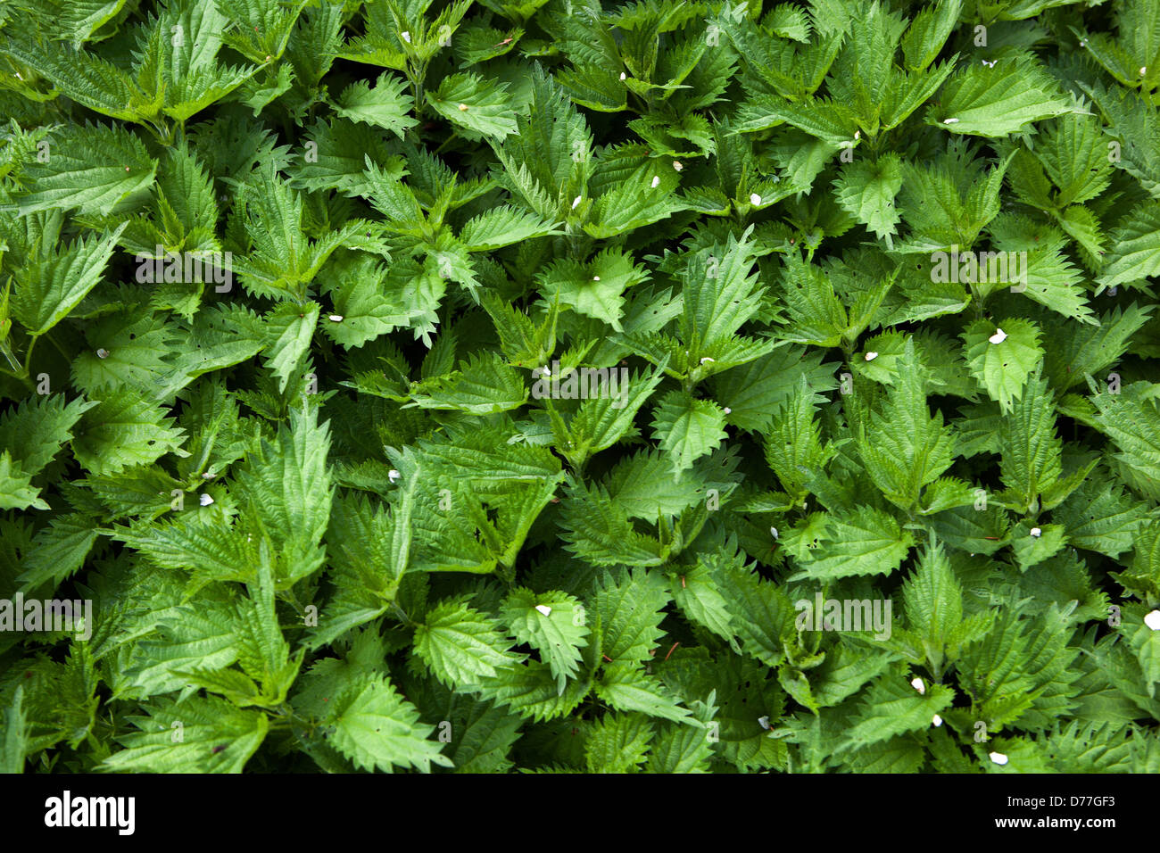 Stinging nettle, Urtica dioica leaves green spring Stock Photo