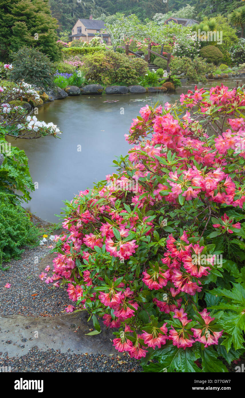 rhododendron viscosum quiet thoughts Buy Rhododendron viscosum var. serrulatum Native Hammocksweet Azalea — Mr  Maple │ Buy Japanese Maple Trees main image 0
