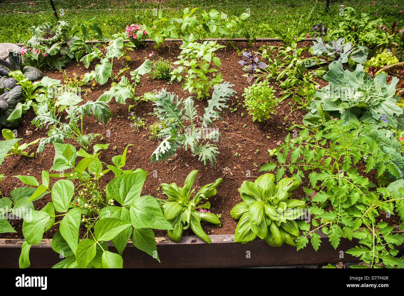 Vegetable garden backyard hi-res stock photography and images - Alamy