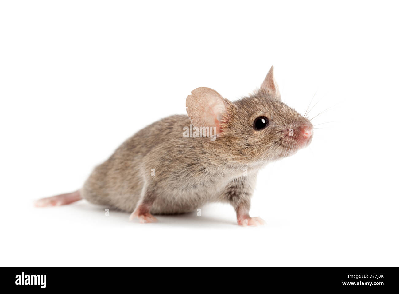 mouse closeup isolated on white background Stock Photo