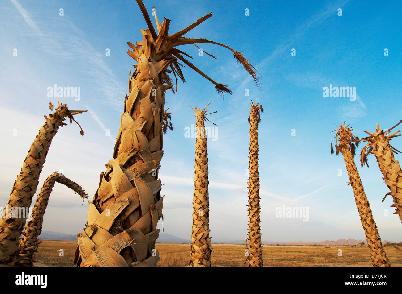 Stand dead California Fan Palm trees Washingtonia filifera California ...