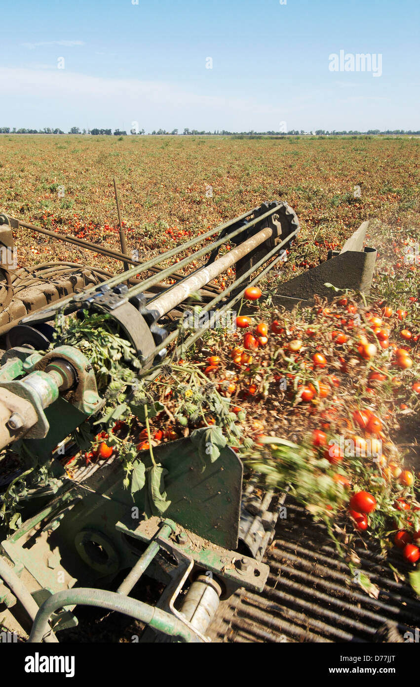 Roma tomato harvesting hires stock photography and images Alamy