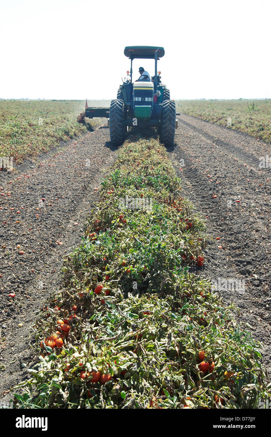 Processing tomato plants in field being prepared harvest California USA