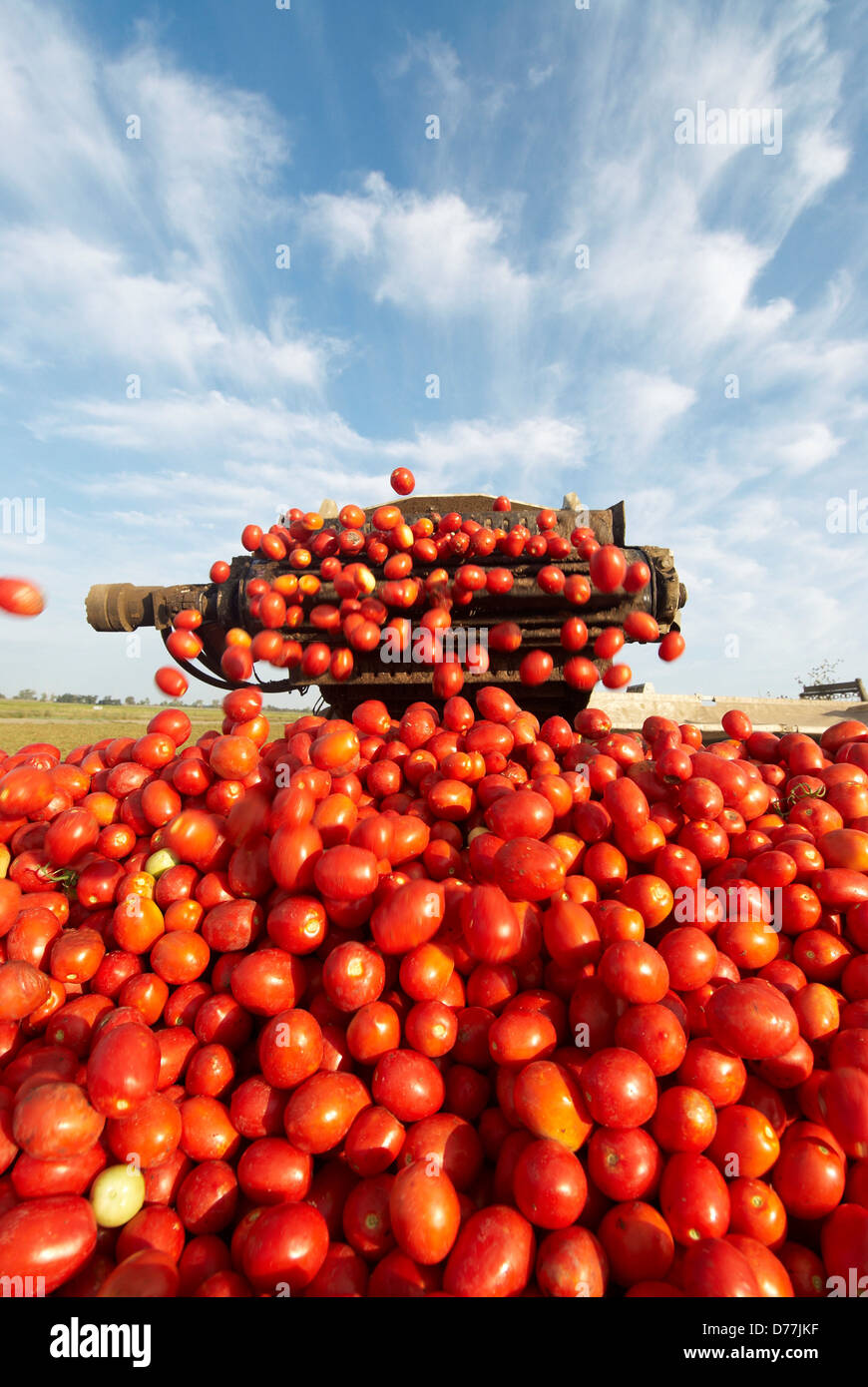 Processing tomatoes loaded into tomato trailer loading arm California