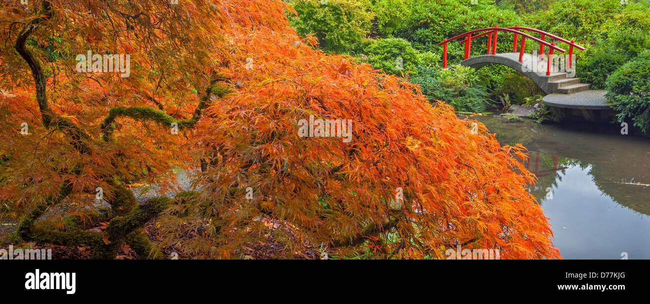 Kubota Garden, Seattle, WA: Lace-leafed Japanese maple in fall color with Moon Bridge in the background Stock Photo
