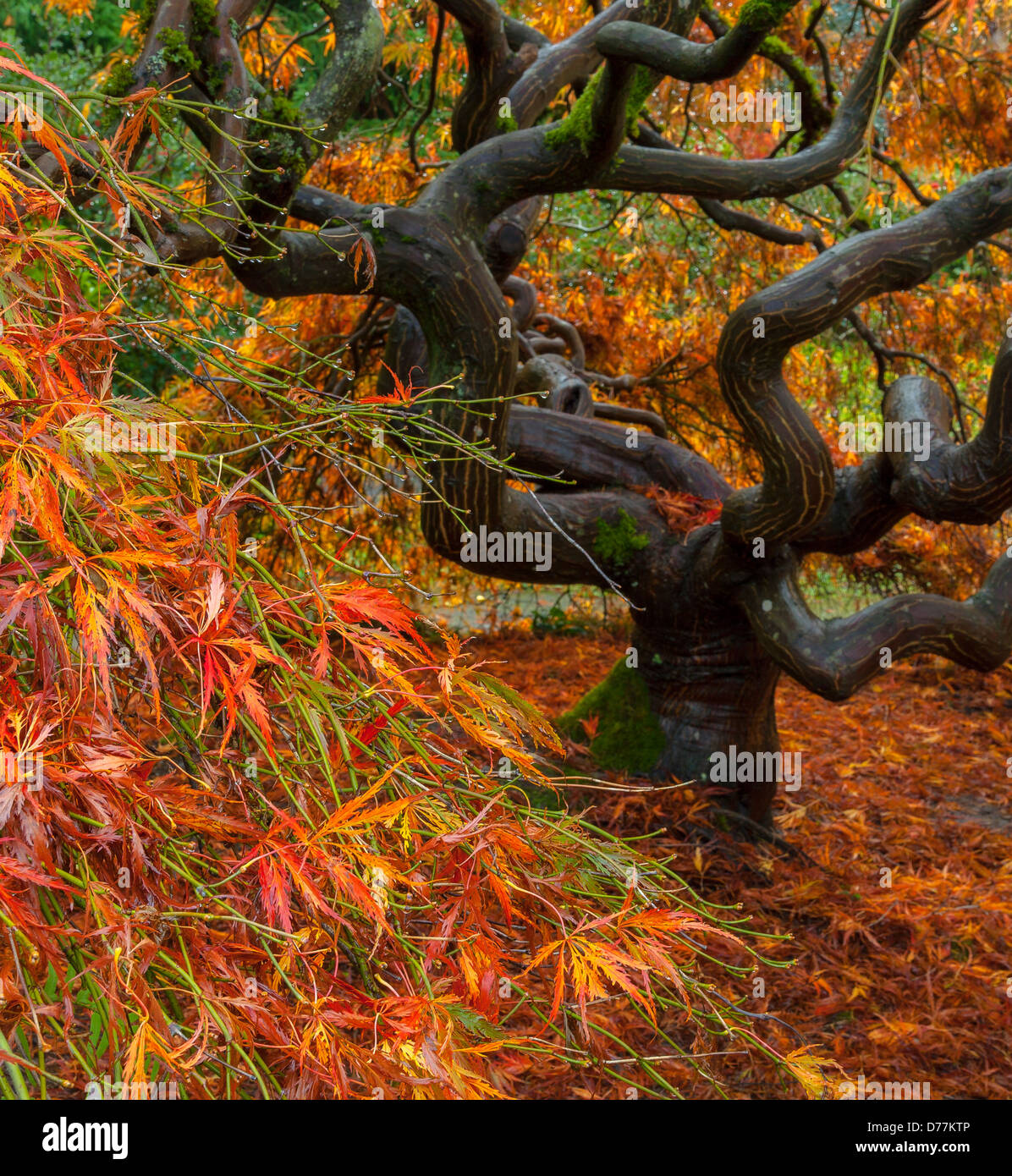 Kubota Garden, Seattle, WA: Twisted trunk and branches of a lace-leafed Japanese maple in fall color Stock Photo