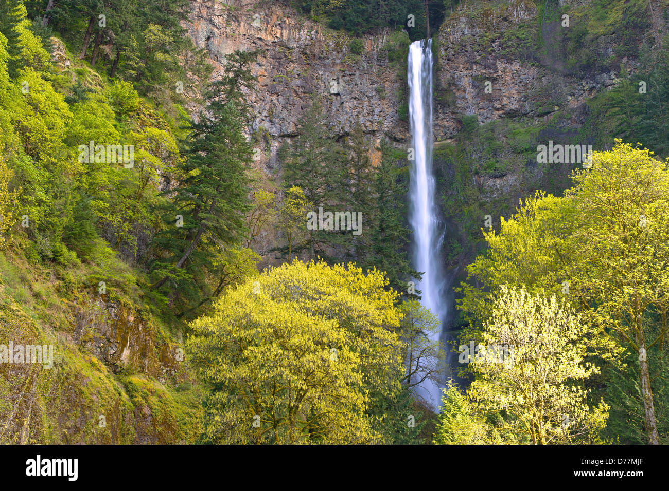 Multnomah Falls in Spring new growth and water Oregon Stock Photo Alamy