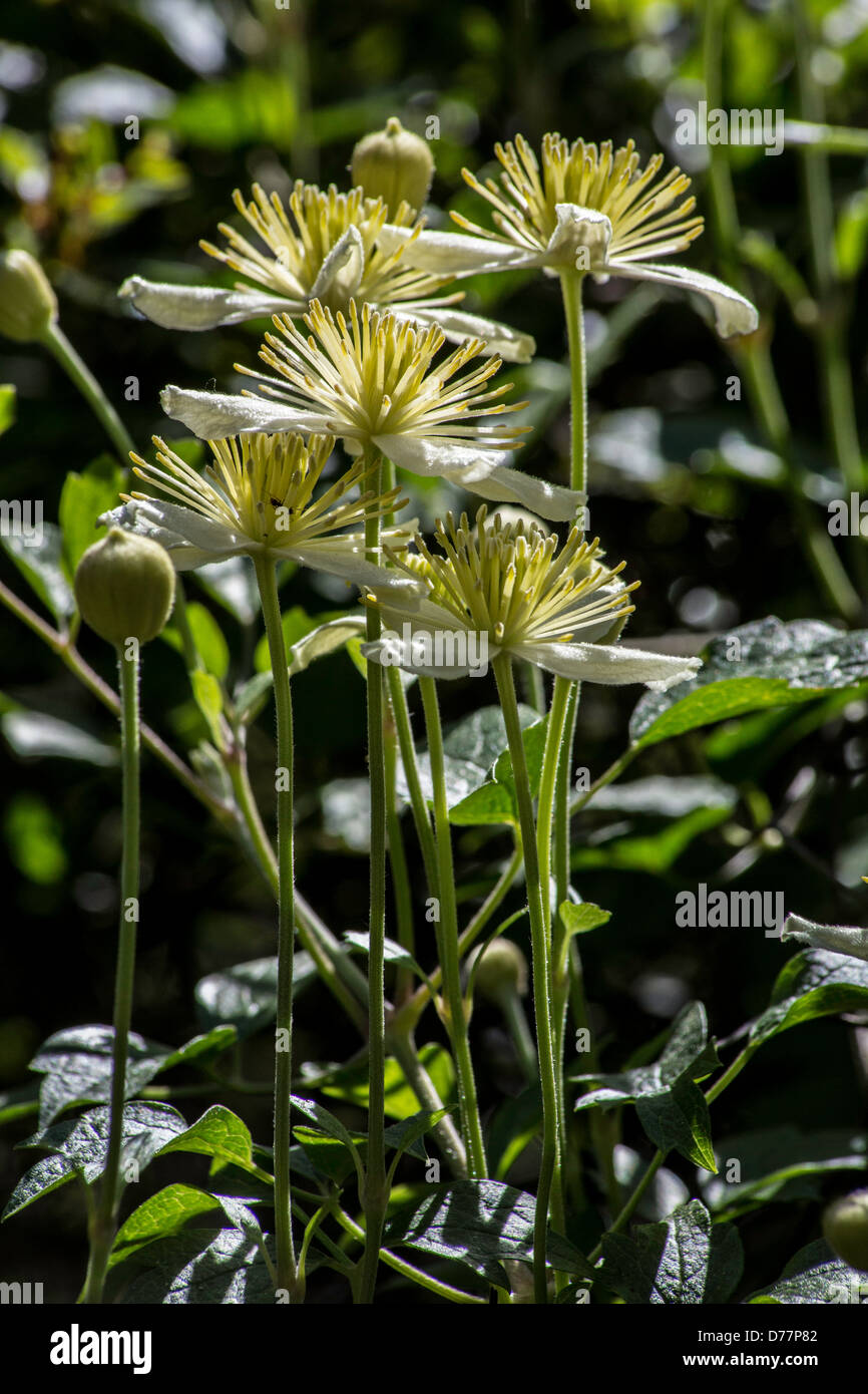 Clematis lasiantha Stock Photo