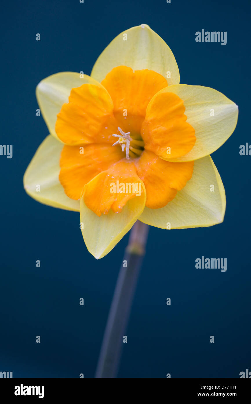 Sovereign Daffodil Narcissus Stock Photo Alamy