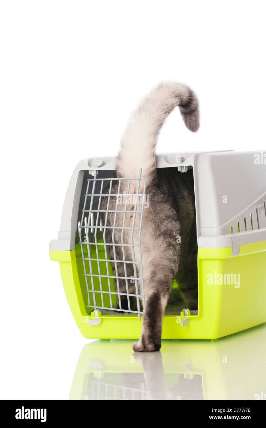 Cat in the transport box isolated Stock Photo Alamy