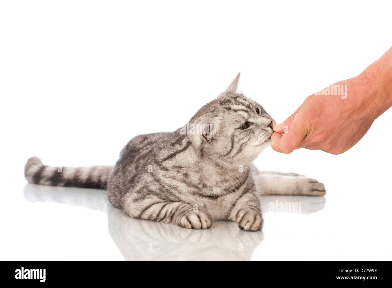 Cat gets food from hand isolated on white Stock Photo