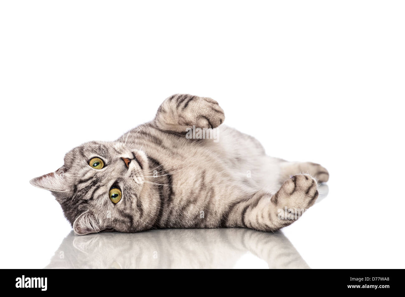 Lying silver tabby cat isolated on white Stock Photo - Alamy