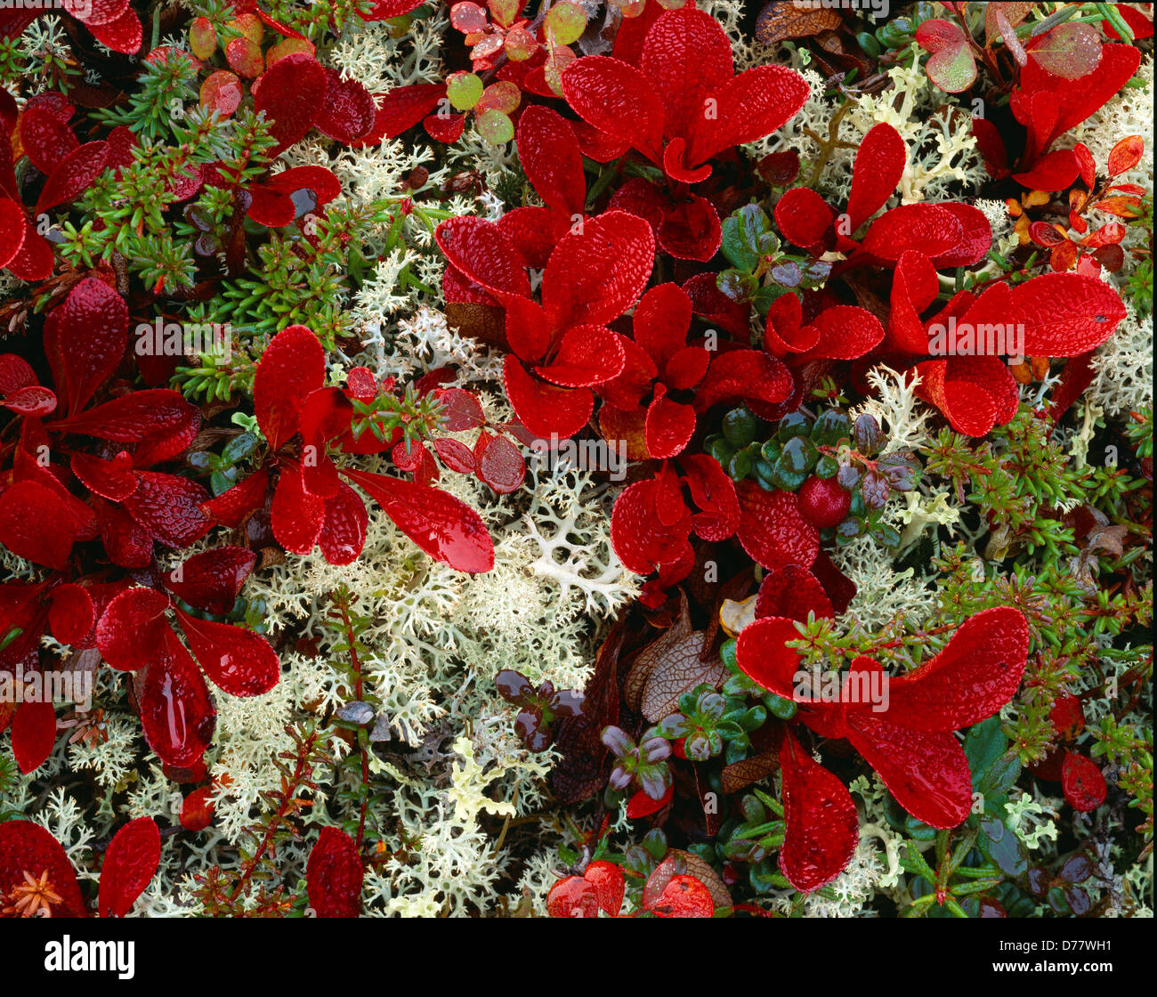 Red leaves alpine bearberry Arctostapylos alpina among lingonberry Vaccinium vitis-idaea crowberry Empetrum nigrum reindeer Stock Photo