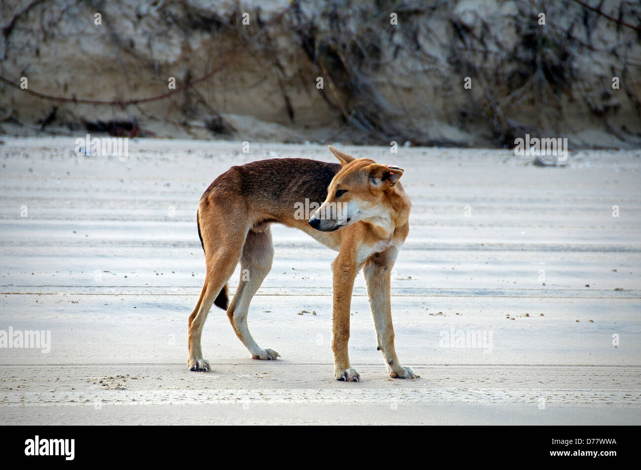 Dingo Canis lupus Fraser Island Queensland Australia Stock Photo