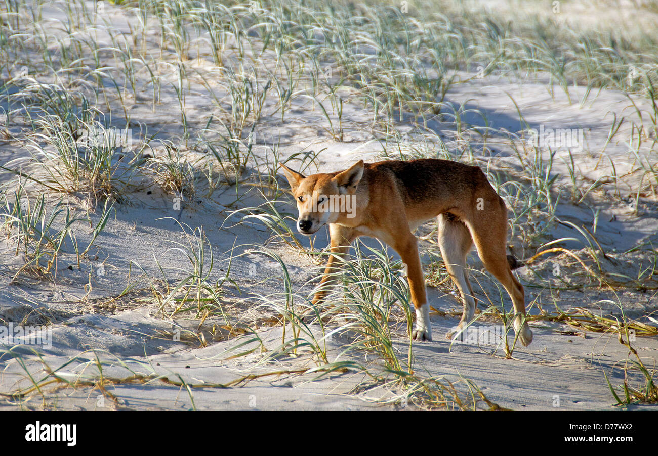 Dingo Canis lupus Fraser Island Queensland Australia Stock Photo