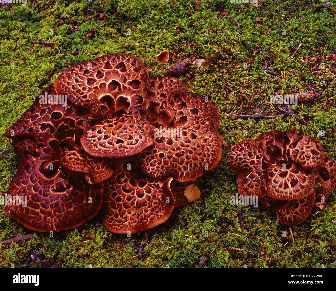 Shingled hedgehog mushrooms Hydnum imbricatum growing moss-covered floor white spruce forest Liberty Fall Trail Alaska. Stock Photo