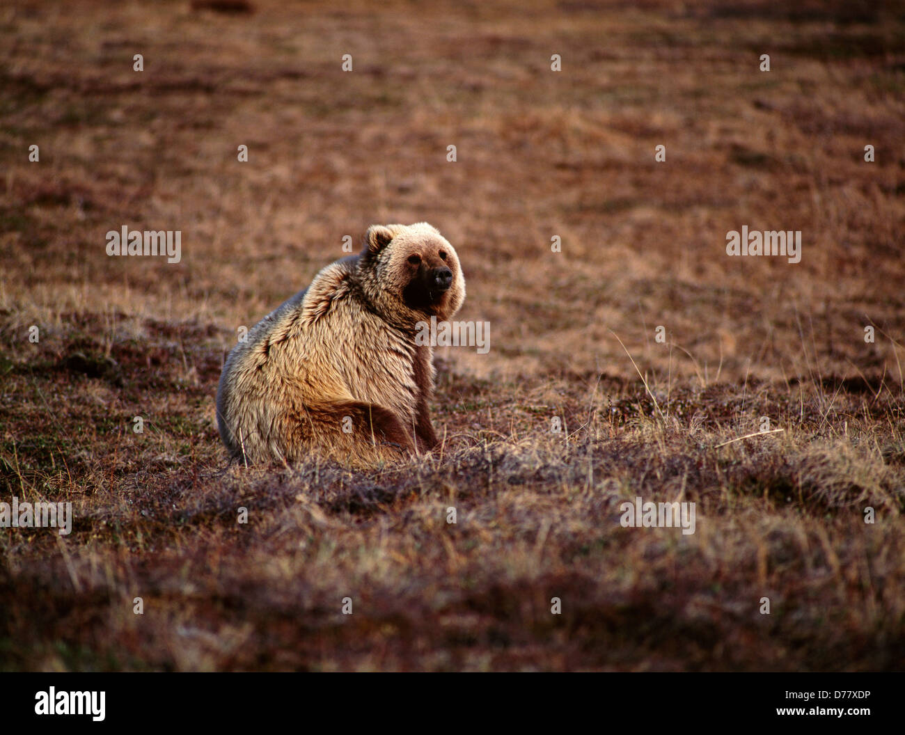 Grizzly bear sitting on spring tundra Denali National Park Alaska. Stock Photo