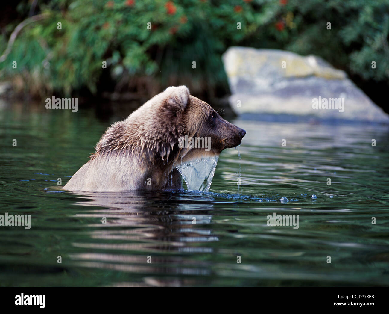 Female brown bear fishing salmon in Big River Lakes near mouth Wolverine Creek Redoubt Bay State Critical Habitat Area Alaska. Stock Photo