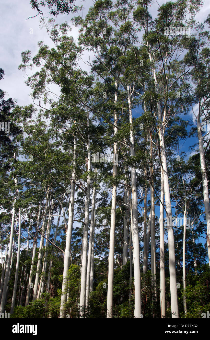Tall eucalyptus trees hires stock photography and images Alamy