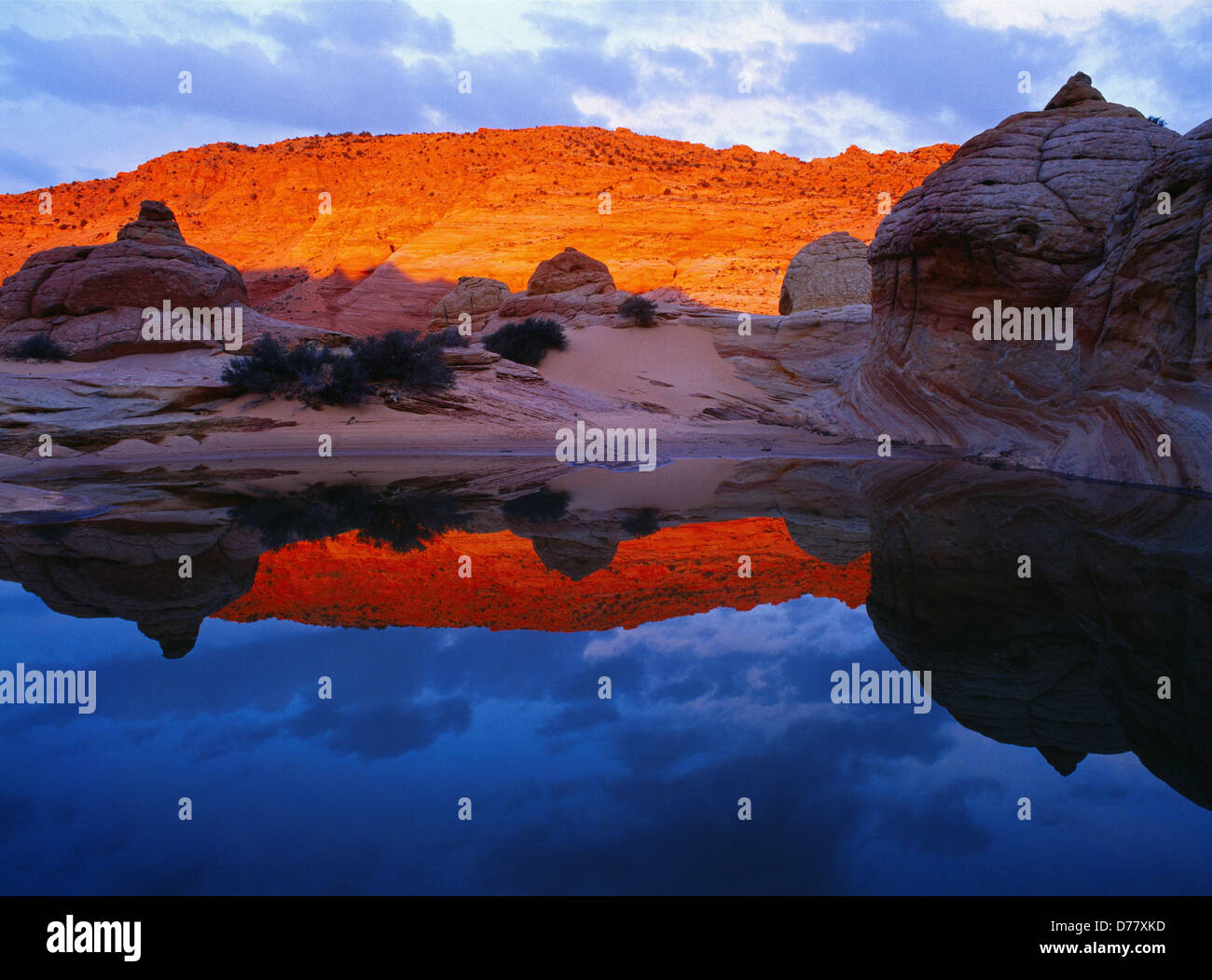 Early morning reflection in slickrock pool Paria Canyon Vermilion Cliffs Wilderness Area Vermilion Cliffs National Monument Stock Photo