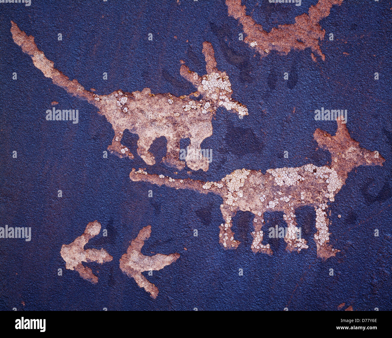 Anasazi petroglyphs two coyotes two bird tracks backcountry Petrified Forest National Park Arizona. Stock Photo