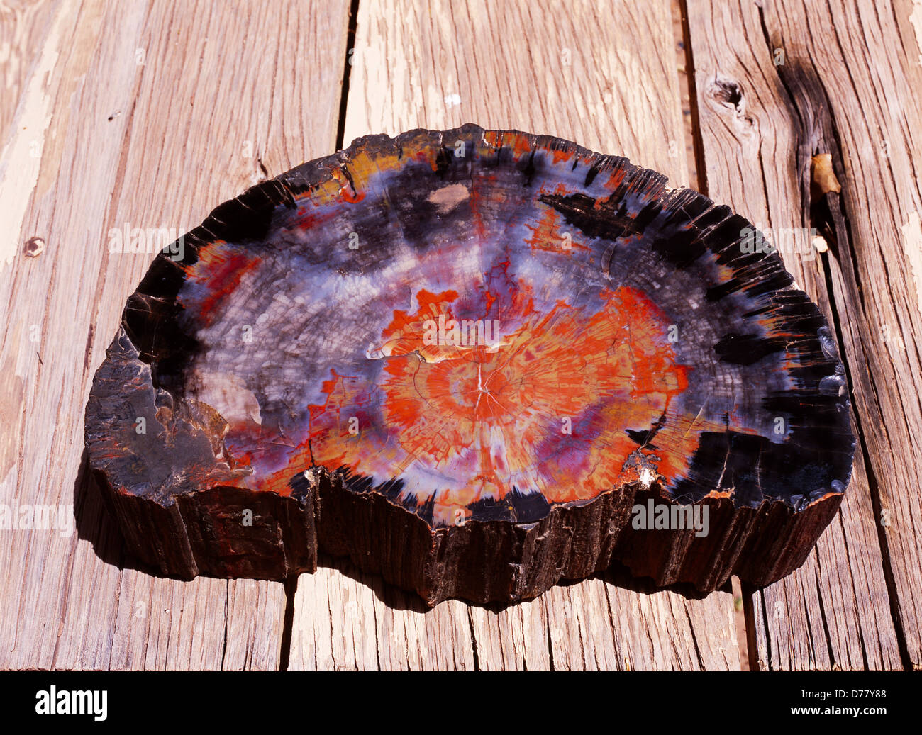 Polished petrified wood slab Chinle Formation Petrified Forest National