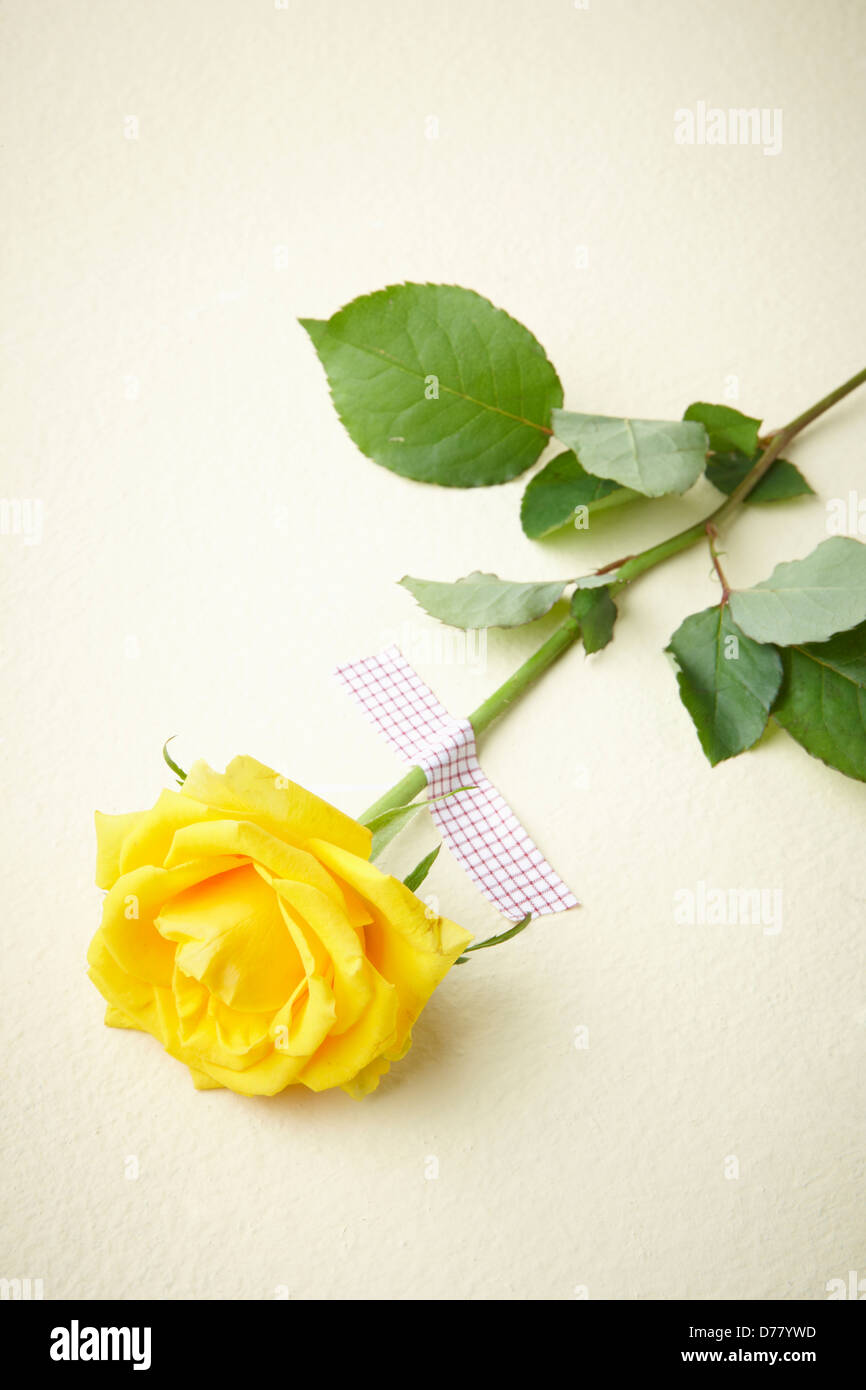 one yellow flower bouquet taped on the background Stock Photo