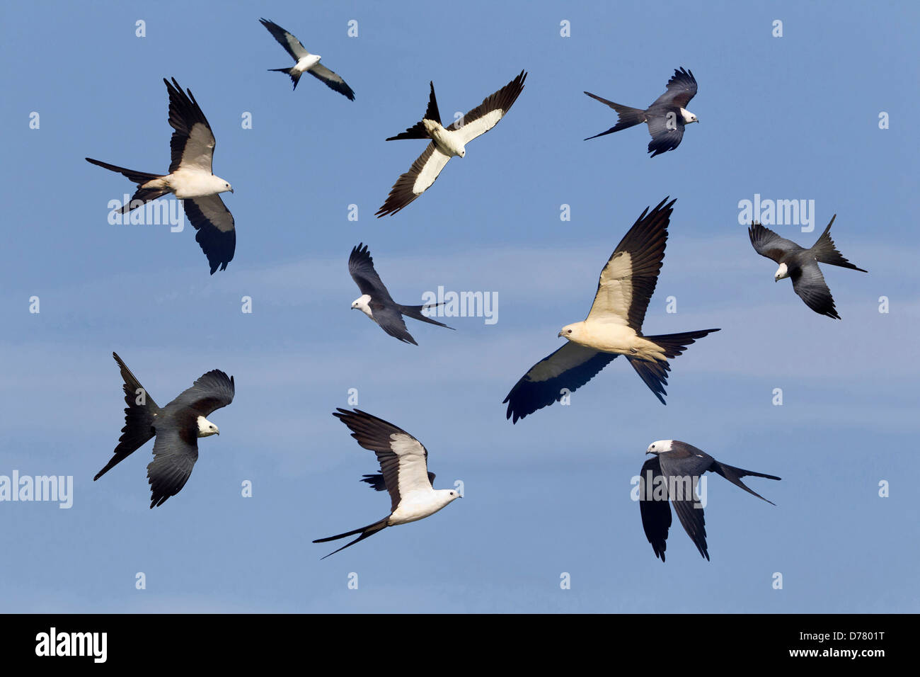 Composite many swallowtailed kites in flight sky background Stock