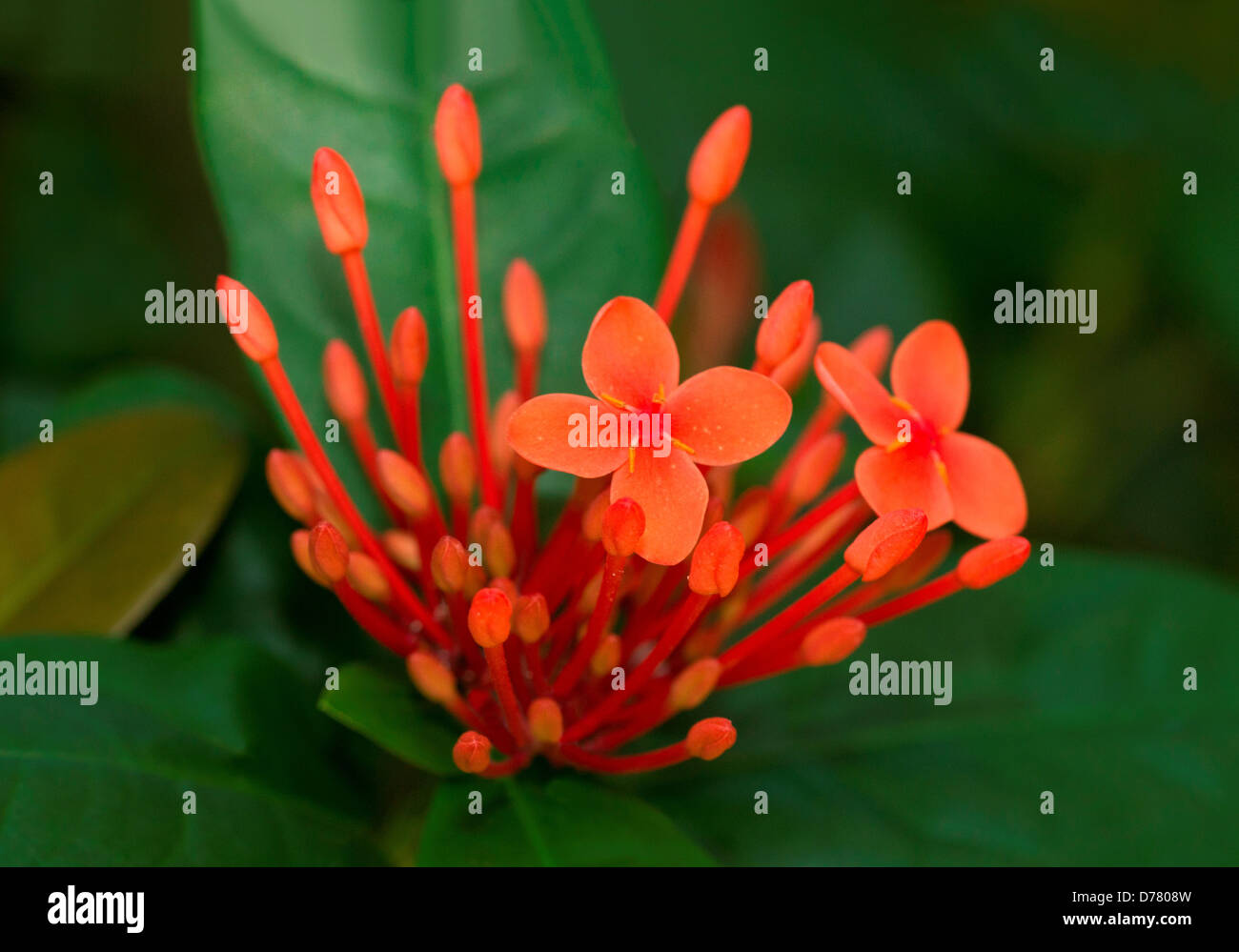 Small cluster orange ixora Ixora coccinea buds flowers Stock Photo