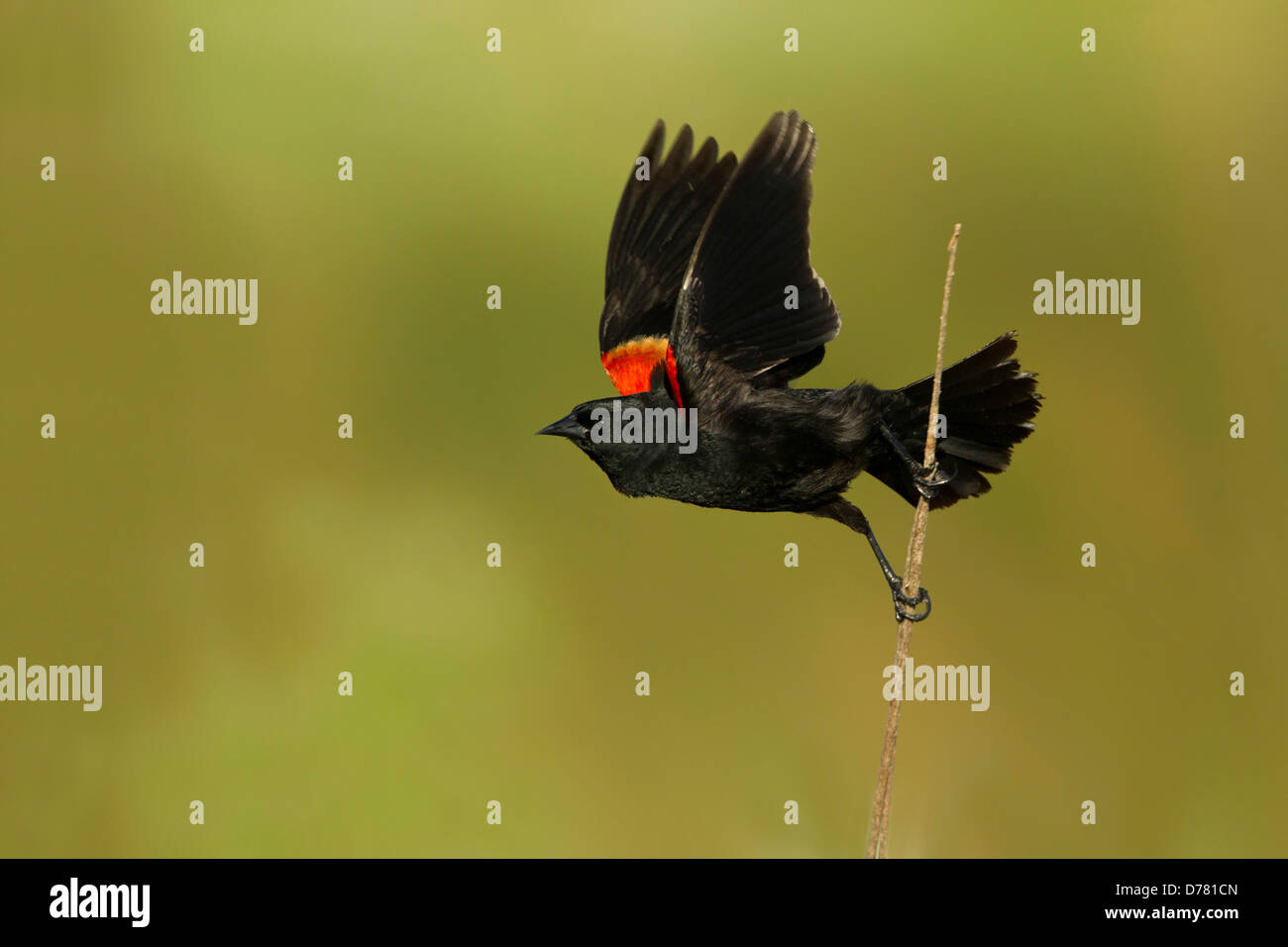 Redwinged blackbird captured as he taking off perch Stock Photo Alamy