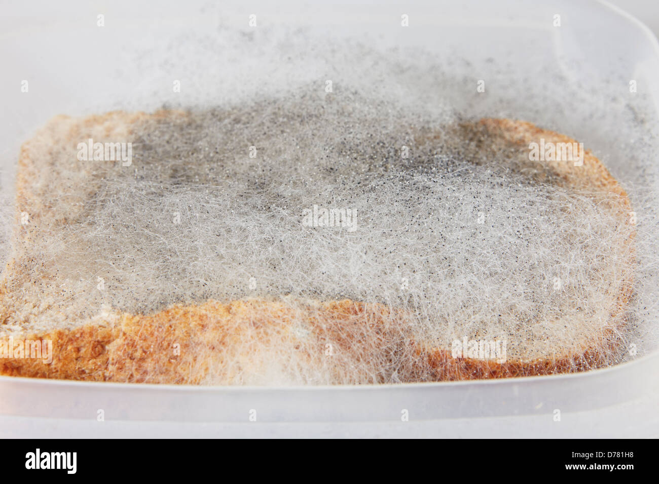 Black Bread Mould (Rhizopus stolonifer Stock Photo: 56110580 - Alamy